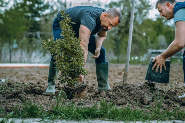 Trusted Tomball, TX Tree Service Experts